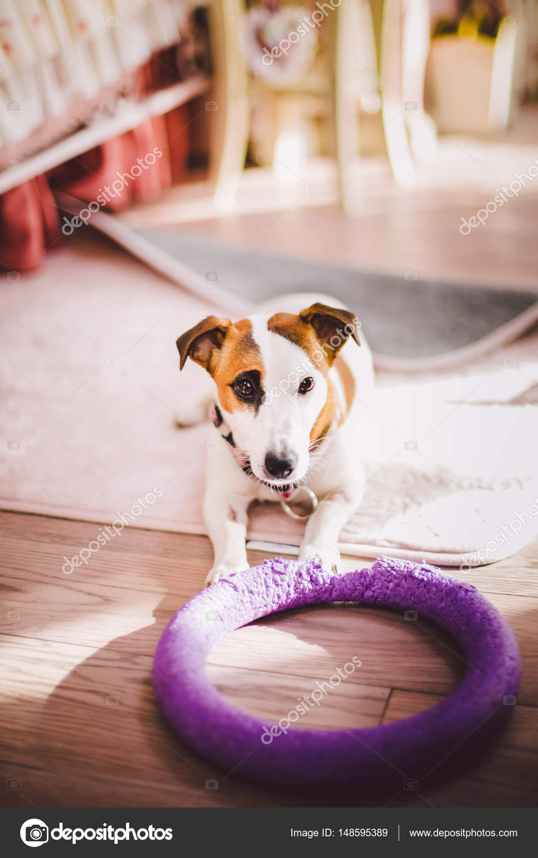Petit Pur Sang Noir Et Blanc Brun Chien Dans La Maison