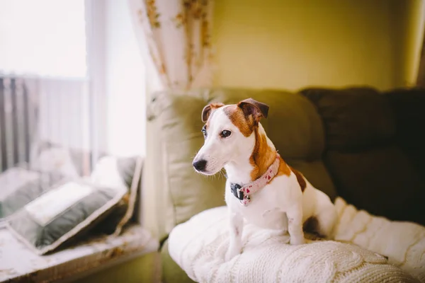 Küçük, safkan, siyah ve beyaz kahverengi köpek evde — Stok fotoğraf