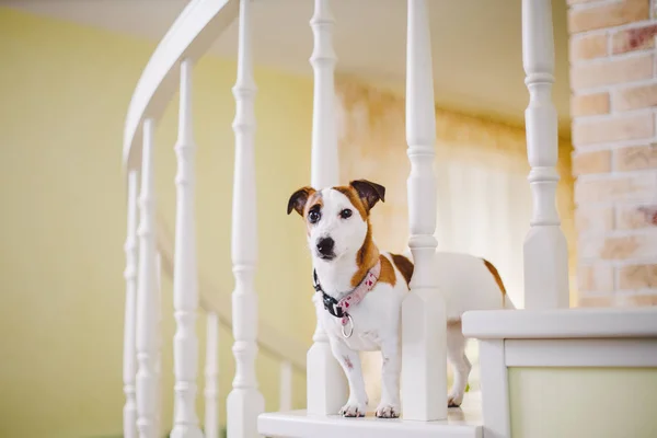 Küçük, safkan, siyah ve beyaz kahverengi köpek evde — Stok fotoğraf