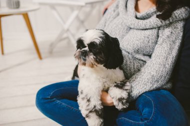 Shih Tzu oturan kişi, bir köpek ve bir aile ile,