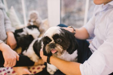 Shih Tzu oturan kişi, bir köpek ve bir aile ile,