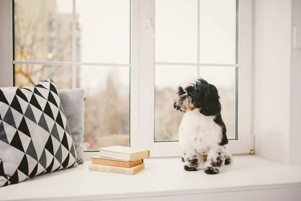 Pura raza, perro pequeño y esponjoso Shih Tzu sentado en la ventana — Foto de stock gratuita