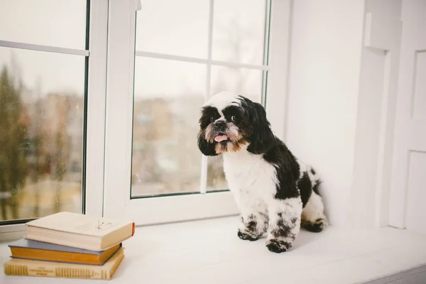 Καθαρόαιμος, μικρό, χνουδωτό σκυλί Shih Tzu κάθεται στο παράθυρο — Φωτογραφία Αρχείου