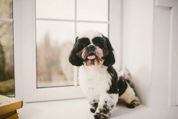 Câine de rasă pură, mic, pufos Shih Tzu așezat în fereastră — Fotografie, imagine de stoc