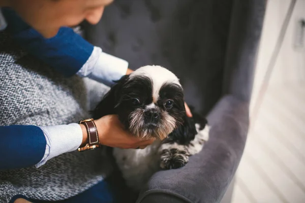 Shih Tzu stând cu oamenii, un câine și o familie , — Fotografie, imagine de stoc