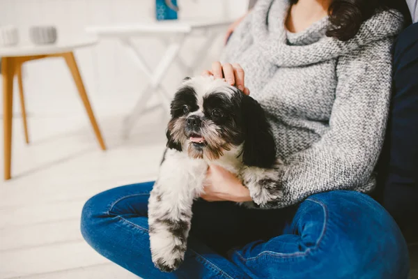 Shih Tzu sitting with people, a dog and a family,