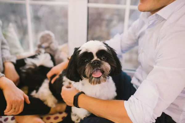 Shih Tzu oturan kişi, bir köpek ve bir aile ile, — Stok fotoğraf