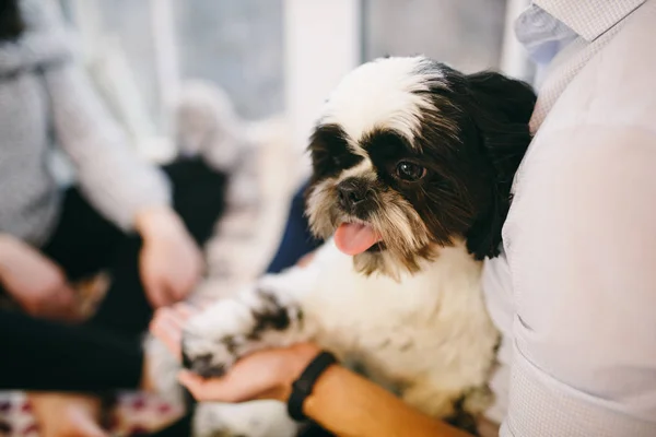 Shih tzu sitzt mit Menschen, einem Hund und einer Familie, — Stockfoto