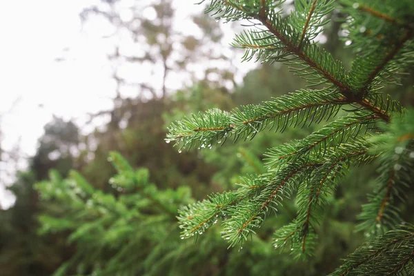 Dew on pine tree — Stock Photo, Image