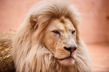 Single lion looking regal standing proudly clipart