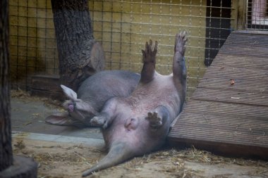 yükseltilmiş bacaklar ile sırt üstü yatan istirahat aardvark. Komik hayvan ben
