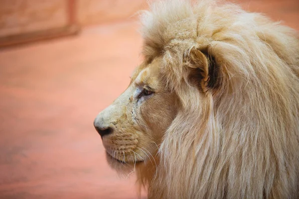 Single lion looking regal standing proudly — Free Stock Photo