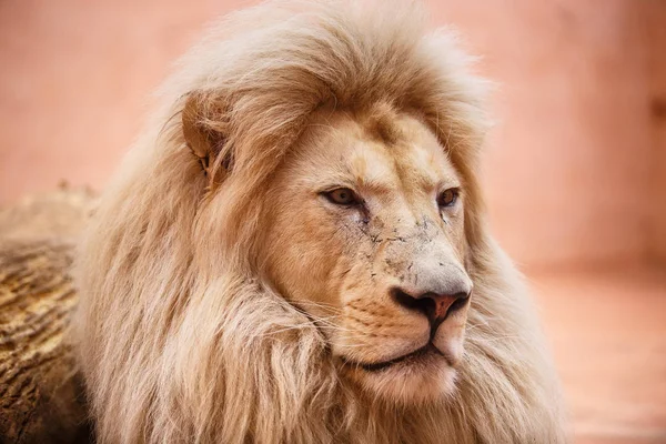 Single lion looking regal standing proudly — Free Stock Photo