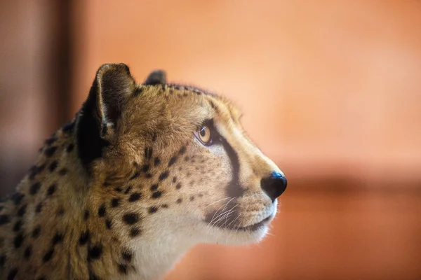 Leopard se uită în sus. Capul și umerii se închid — Fotografie, imagine de stoc