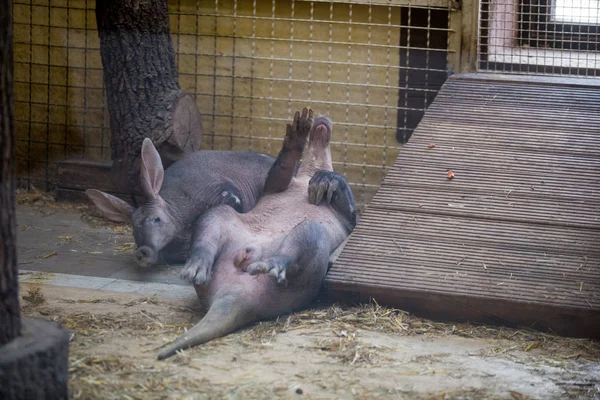 the aardvark resting lying on your back with raised legs up. Funny animal i