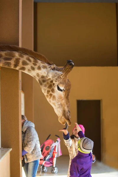 Молодой жираф и красивая маленькая девочка в зоопарке. Маленькая девочка кормит жирафа в зоопарке днем. Ребенок, милый жираф и яркое голубое небо в зоопарке диких животных — стоковое фото