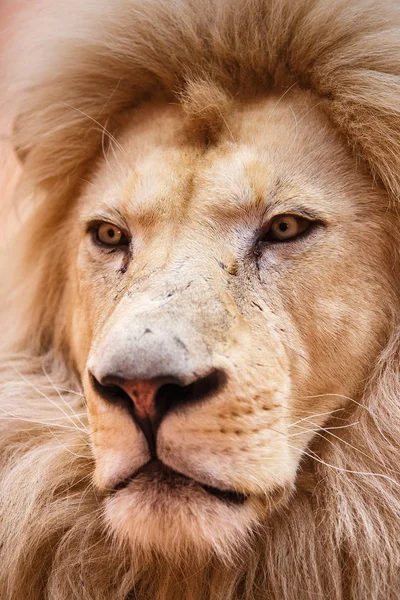 カラハリ砂漠のライオン写真素材 ロイヤリティフリーカラハリ砂漠のライオン画像 Depositphotos