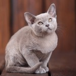 Raça de gato birmanês europeu, cinza, sentado em um fundo de madeira marrom