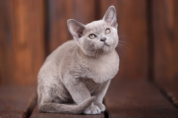 Breed of European Burmese cat, gray, sitting on a brown wooden background — Free Stock Photo