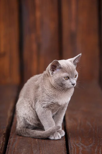 RAS van het Europese Birmaanse kat, grijze, zittend op een bruin houten achtergrond — Stockfoto