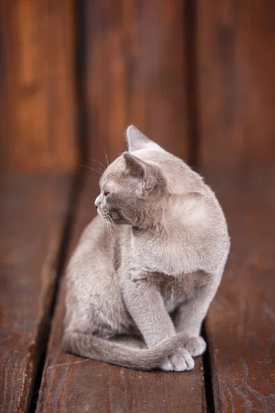 Razza di gatto birmano europeo, grigio, seduto su uno sfondo di legno marrone — Foto Stock