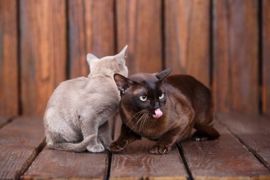 yavru ve yetişkin kedi Avrupa Birmanya, baba ve oğul ahşap arka plan üzerinde oturan doğurmak. Gri ve kahverengi renk