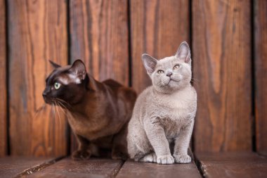 yavru ve yetişkin kedi Avrupa Birmanya, baba ve oğul ahşap arka plan üzerinde oturan doğurmak. Gri ve kahverengi renk