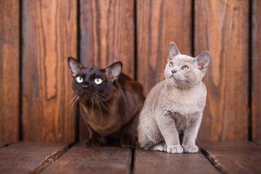 yavru ve yetişkin kedi Avrupa Birmanya, baba ve oğul ahşap arka plan üzerinde oturan doğurmak. Gri ve kahverengi renk