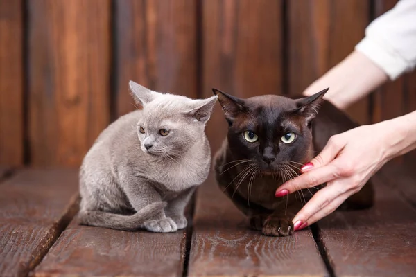 Kitten and adult cat breed European Burmese, father and son sitting on wooden background. Grey and brown, color — Stock Photo, Image