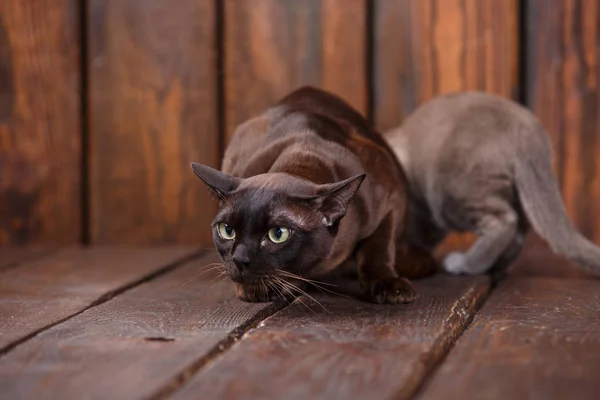 Kotek i dorosły kot rasa Europejski Birmański, ojciec i syn siedzi na podłoże drewniane. Kolor szary i brązowy, — Zdjęcie stockowe
