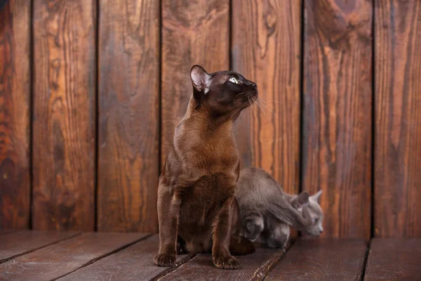 Pisoi și pisici adulte rasa birmaneză europeană, tată și fiu așezat pe fundal din lemn. Gri și maro, culoare — Fotografie, imagine de stoc