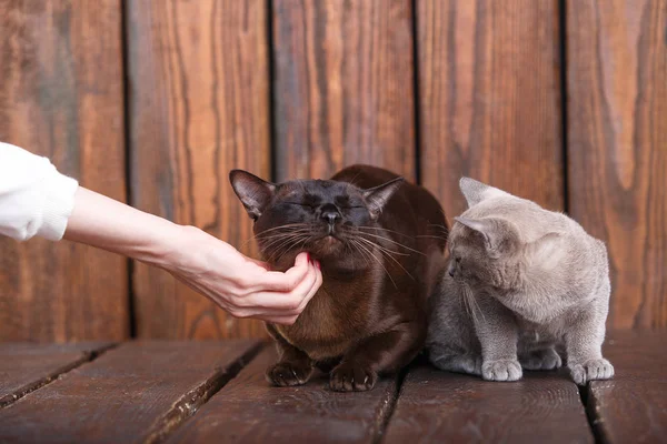 Chaton et chat adulte race européenne birmane, père et fils assis sur un fond en bois. Gris et marron, couleur — Photo