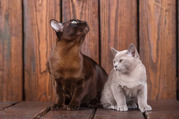 Kitten en volwassen kat fokken Europese Birmese, vader en zoon zit op houten achtergrond. Grijs en bruin, kleur — Stockfoto