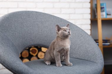 yavru kedi Birmanya beyaz tuğla duvara karşı iç gri kumaş sandalyede oturan gri