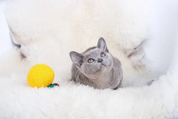 European Burmese cat gray kitten ,sitting on the white fur