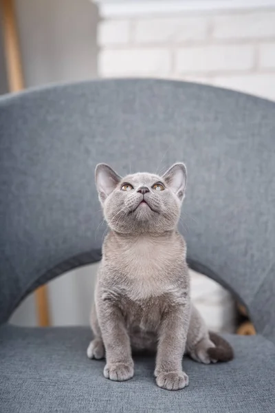 Gatinho cinza birmanês sentado em uma cadeira de tecido cinza no interior contra as paredes de tijolo branco — Fotografia de Stock