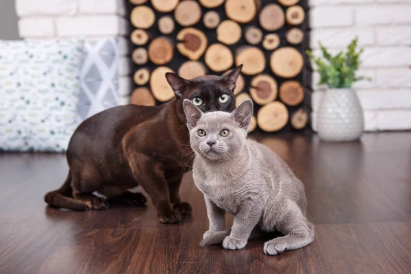 Două pisici, tată și fiu pisică maro, ciocolată maro și pisoi gri cu ochi mari verzi pe podeaua din lemn pe fundal întunecat perete de cărămidă albă și șemineu cu lemn în interior — Fotografie, imagine de stoc