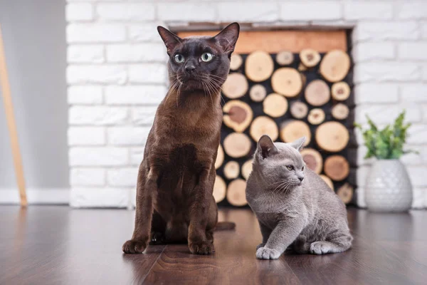 Two cats, father and son cat brown, chocolate brown and grey kitten with big green eyes on the wooden floor on dark background white brick wall and fireplace with wood in the interior