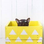 Шоколадно-коричневих колір Бірманська Котяча визирав з жовту коробку. Білий фон