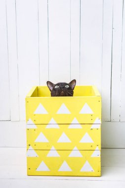 çikolata kahverengi renk sarı bir kutudan Avrupa Burmese kedi bakmak. Beyaz arka plan