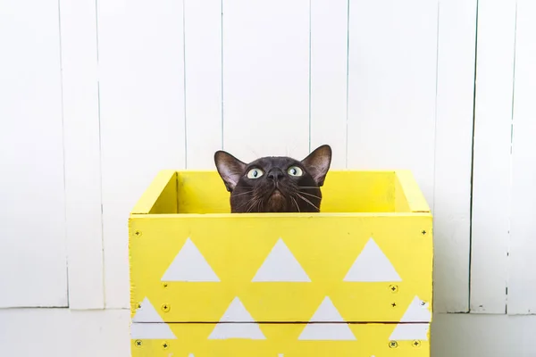 Chocolate brown color European Burmese cat peeking out of a yellow box. White background — Free Stock Photo