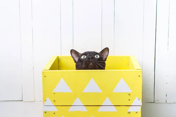 Chat birman européen de couleur brun chocolat jetant un coup d'oeil à partir d'une boîte jaune. Fond blanc — Photo gratuite