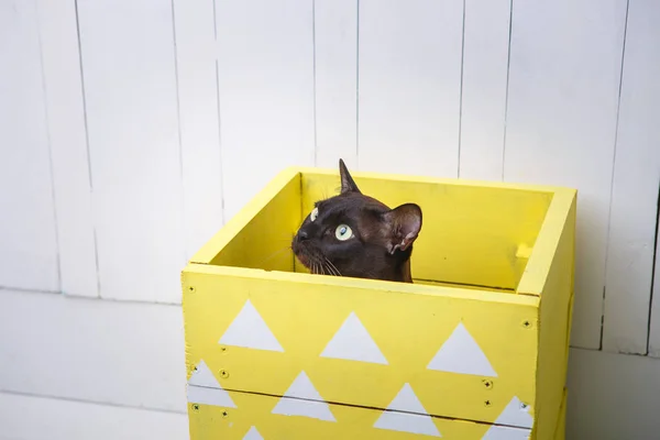 Schokoladenbraune europäische burmesische Katze, die aus einer gelben Schachtel lugt. weißer Hintergrund — Stockfoto