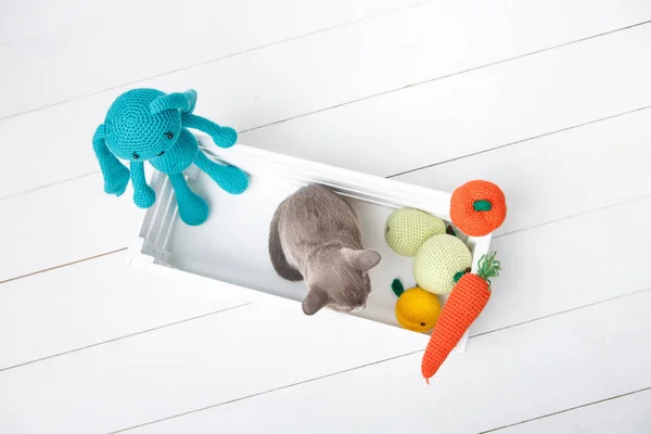 Grey Burmese kitten sitting in a wooden box with crocheted toys. The view from the top. — Stock Photo, Image