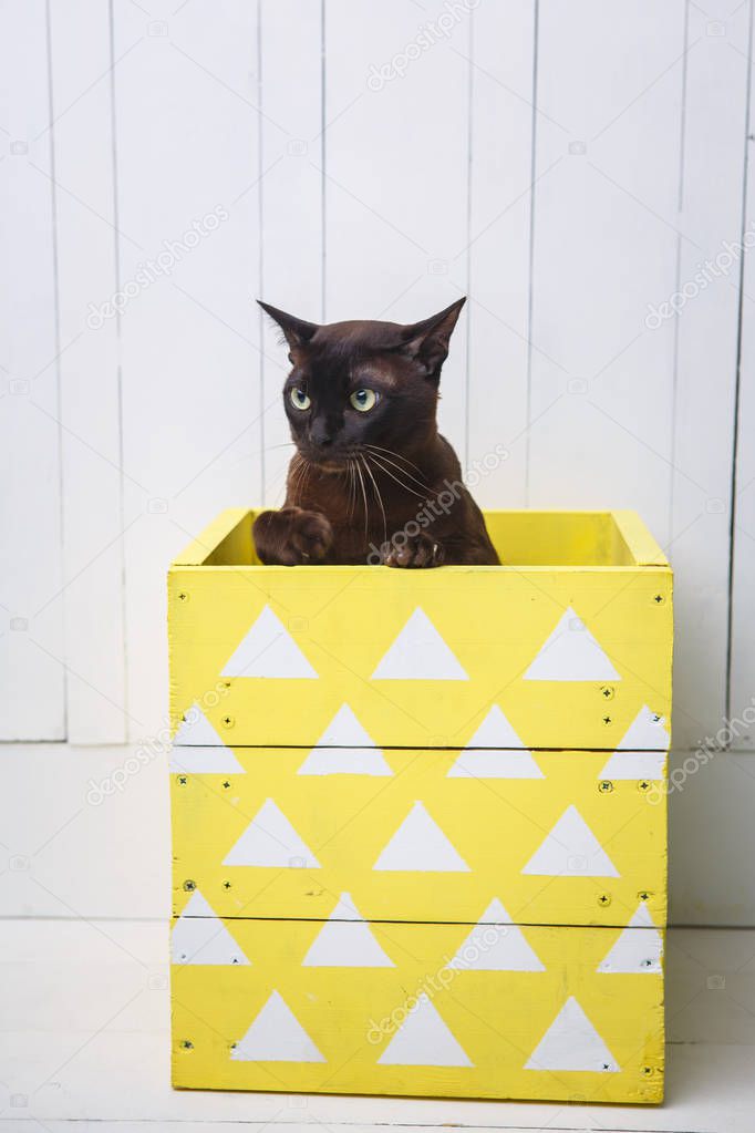 chocolate brown color European Burmese cat peeking out of a yellow box. White background