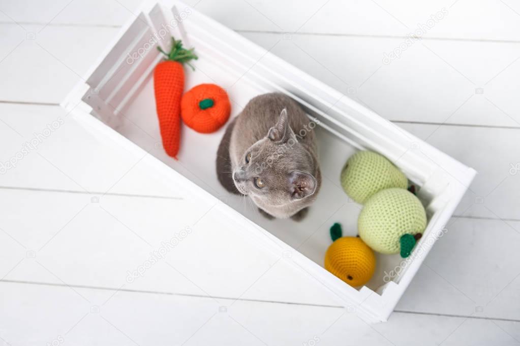 grey Burmese kitten sitting in a wooden box with crocheted toys. The view from the top.