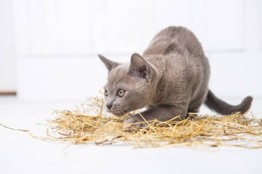 oyun oynayan kedi beyaz bir ahşap zemin üzerinde saman atlar, AVI, arka ayakları üzerinde duruyor. T