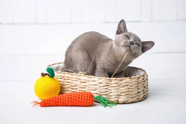 회색 고양이 품종, 버마는 바구니에 앉아 있다. 다음 장난감 과일의 형태로 crocheted. 흰색 배경. — 스톡 사진