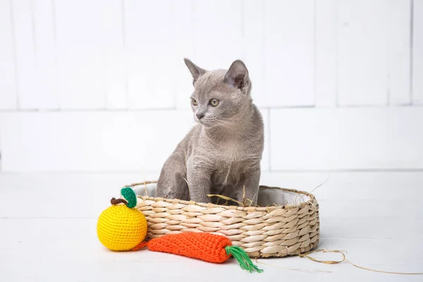 Kitten grijze ras, de Birmezen zit in een rieten mand. Volgende speelgoed haakwerk in de vorm van fruit. Witte achtergrond. — Stockfoto