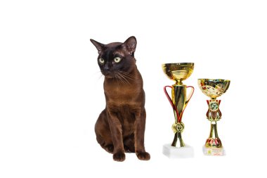 kedi kahverengi, çikolata kahverengi kazanan bardak, kupa izole bir arka plan üzerinde büyük yeşil gözlü